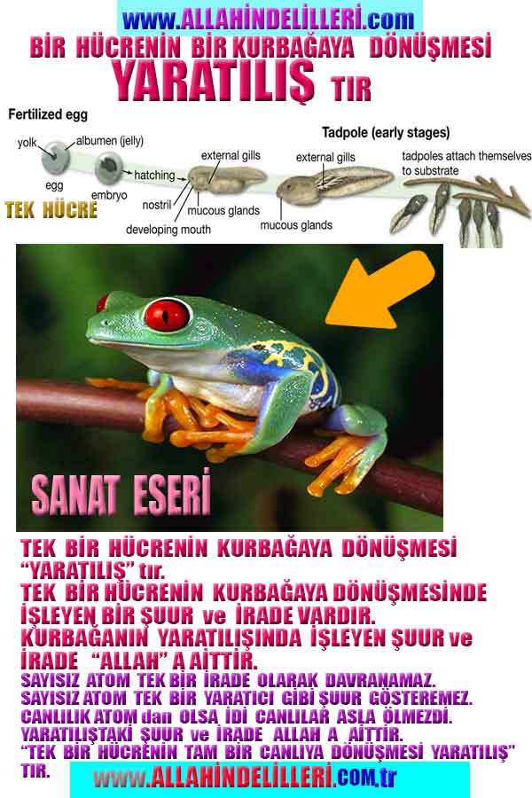 allah var delilleri, allahin varlıgının delilleri, allahin delilleri, allah in varliginin delilleri nelerdir?, allah ın ispatı