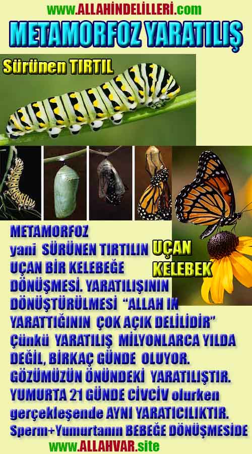 allah var delilleri, allahin varlıgının delilleri, allahin delilleri, allah in varliginin delilleri nelerdir?, allah ın ispatı