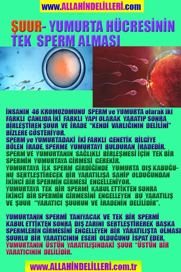 allah var delilleri, allahin varlıgının delilleri, allahin delilleri, allah in varliginin delilleri nelerdir?, allah ın ispatı