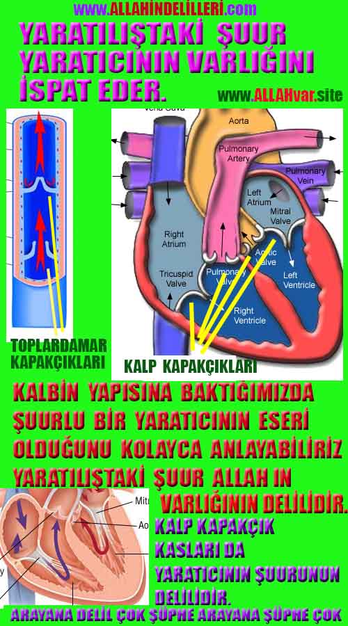allah var delilleri, allahin varlıgının delilleri, allahin delilleri, allah in varliginin delilleri nelerdir?, allah ın ispatı