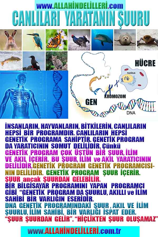 allah var delilleri, allahin varlıgının delilleri, allahin delilleri, allah in varliginin delilleri nelerdir?, allah ın ispatı